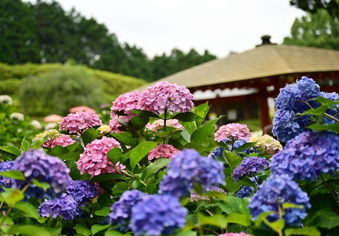 Uji - hydrangea viewing