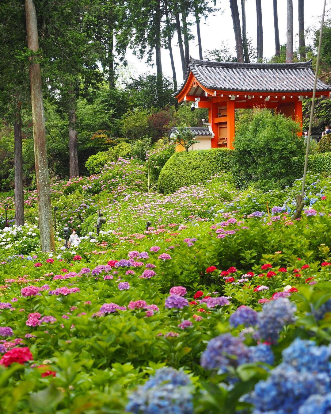 Uji - hydrangea viewing at mimurotoji