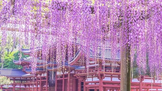 Uji - Wisteria vines in front of Phoenix Hall