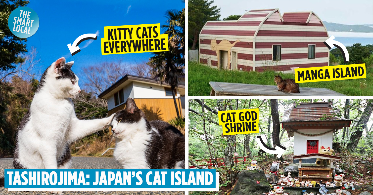 Japan's Cat Island Asks Internet For Food, Gets More Than They Can Store