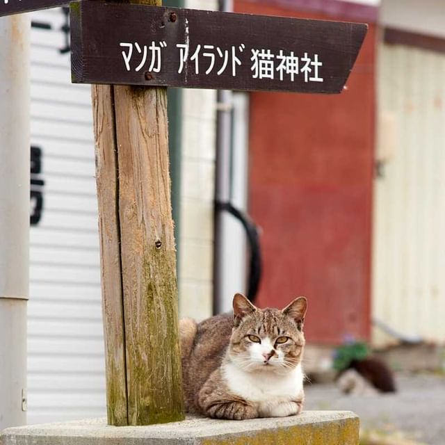 Tashirojima Island - cat 
