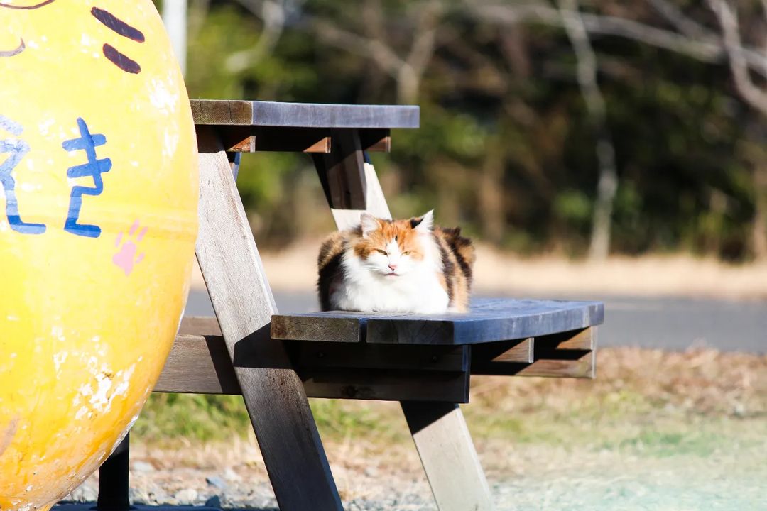 Tashirojima Island - cat 