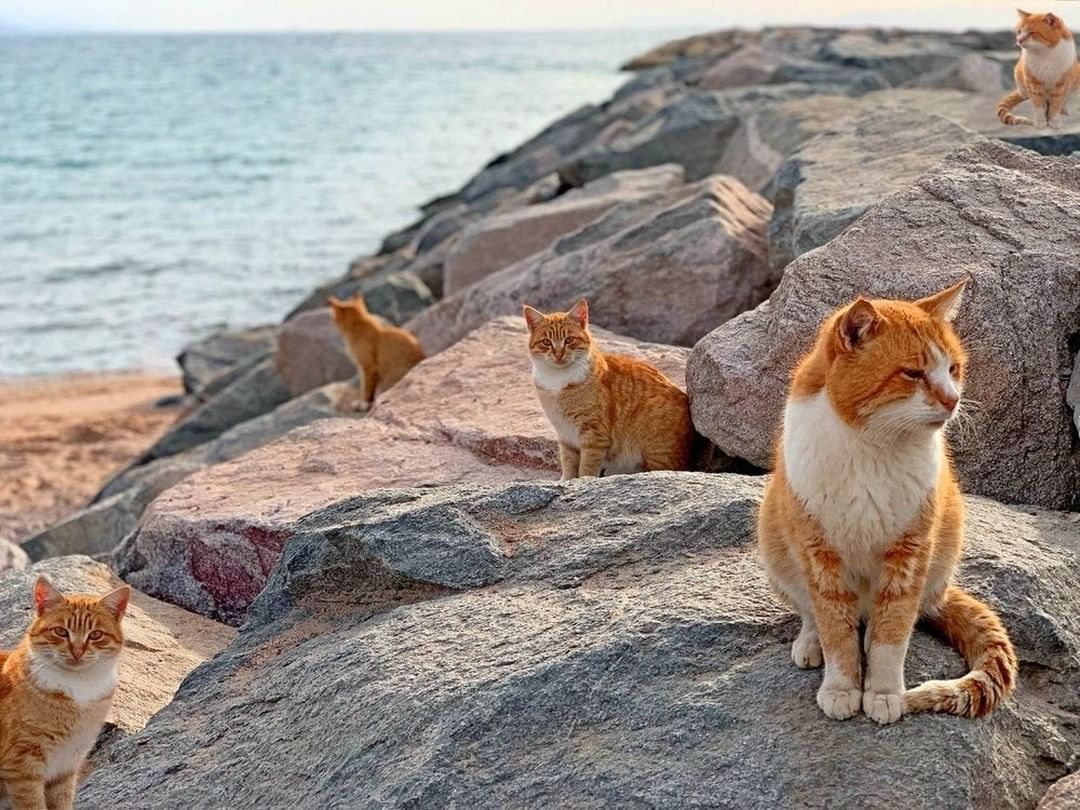 Tashirojima Island - cats