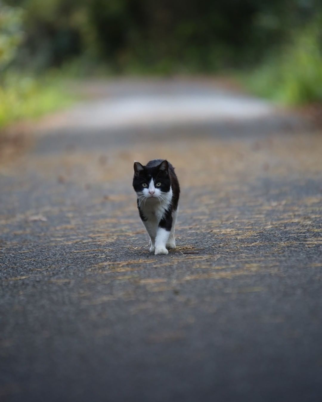 Tashirojima Island - cat