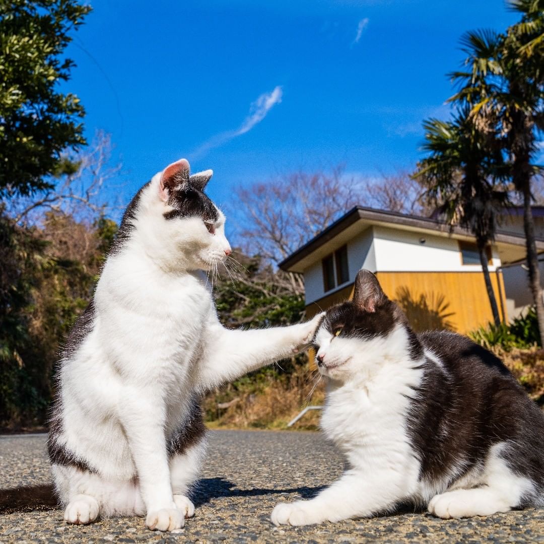 Tashirojima Island - cats playing