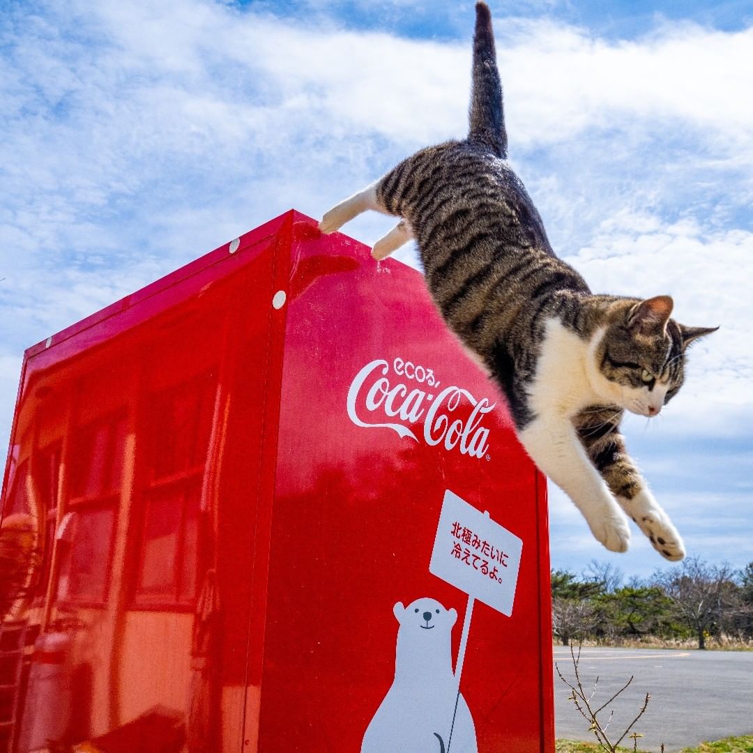 Tashirojima Island - cat leaping off