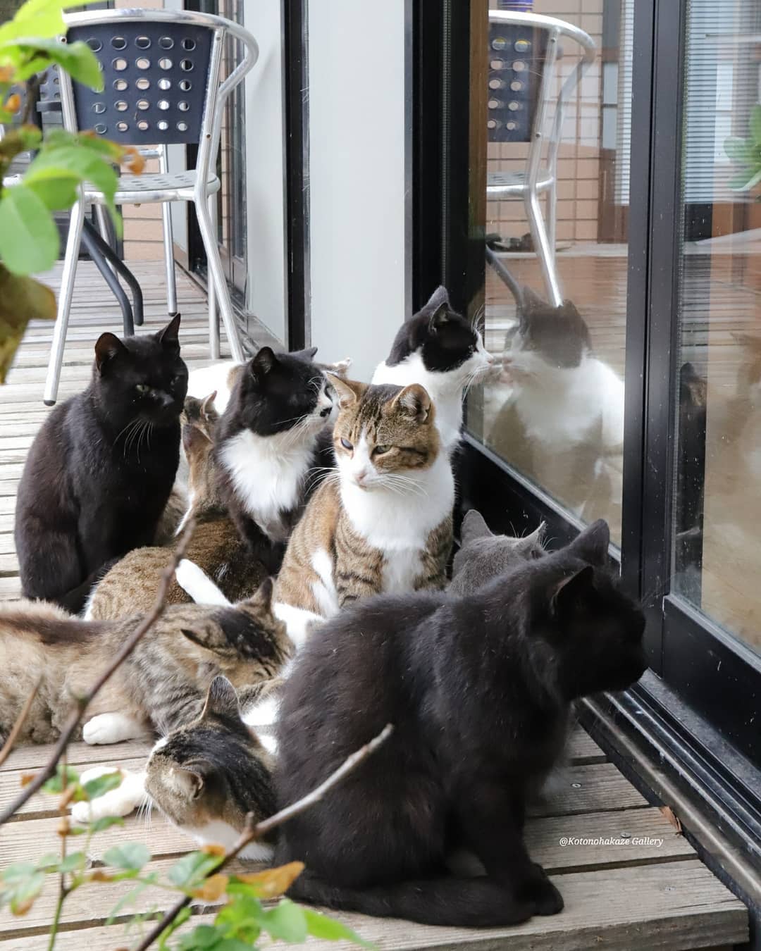 Tashirojima Island - cats