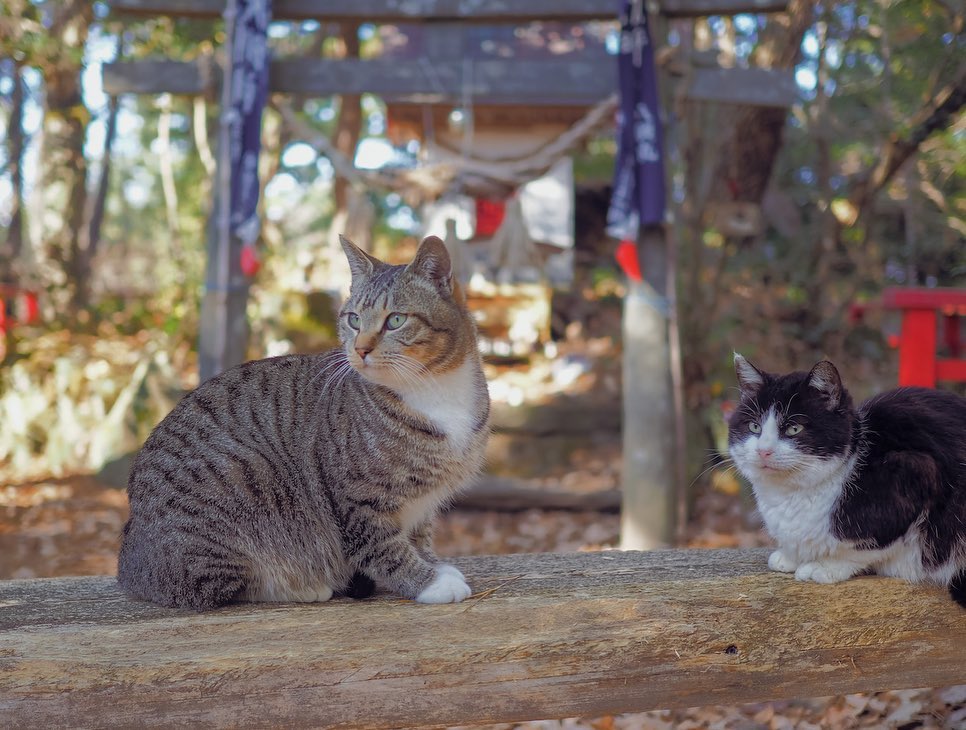 Tashirojima Island - cats