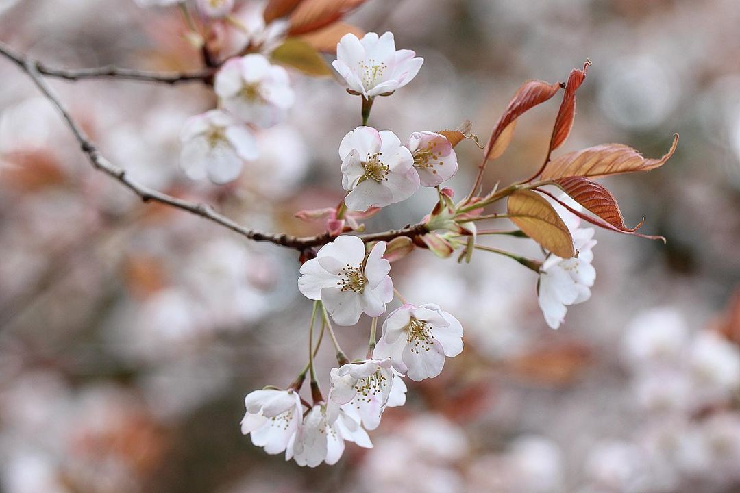 Types of sakura - yamazakura