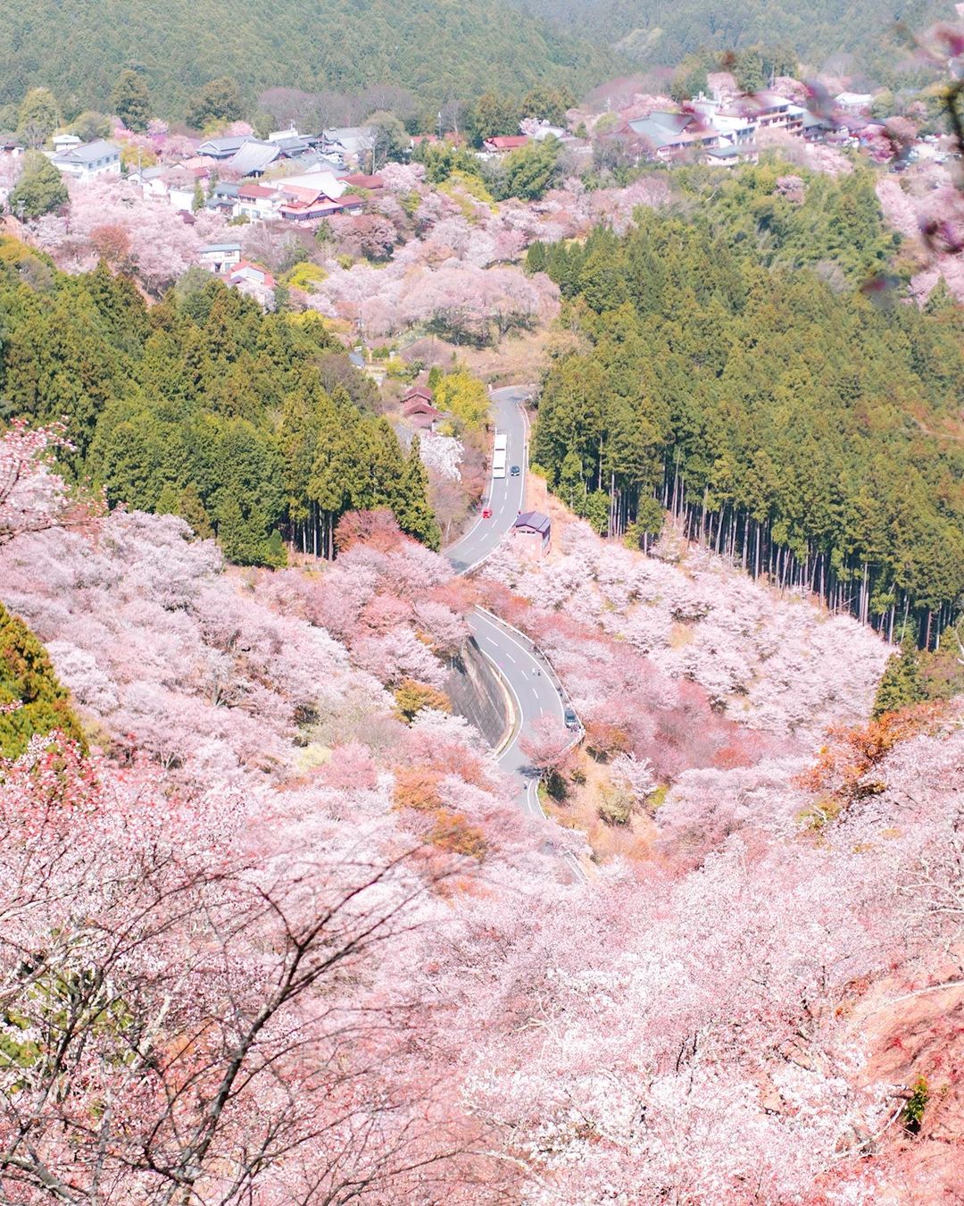 Types of sakura - mount yoshino