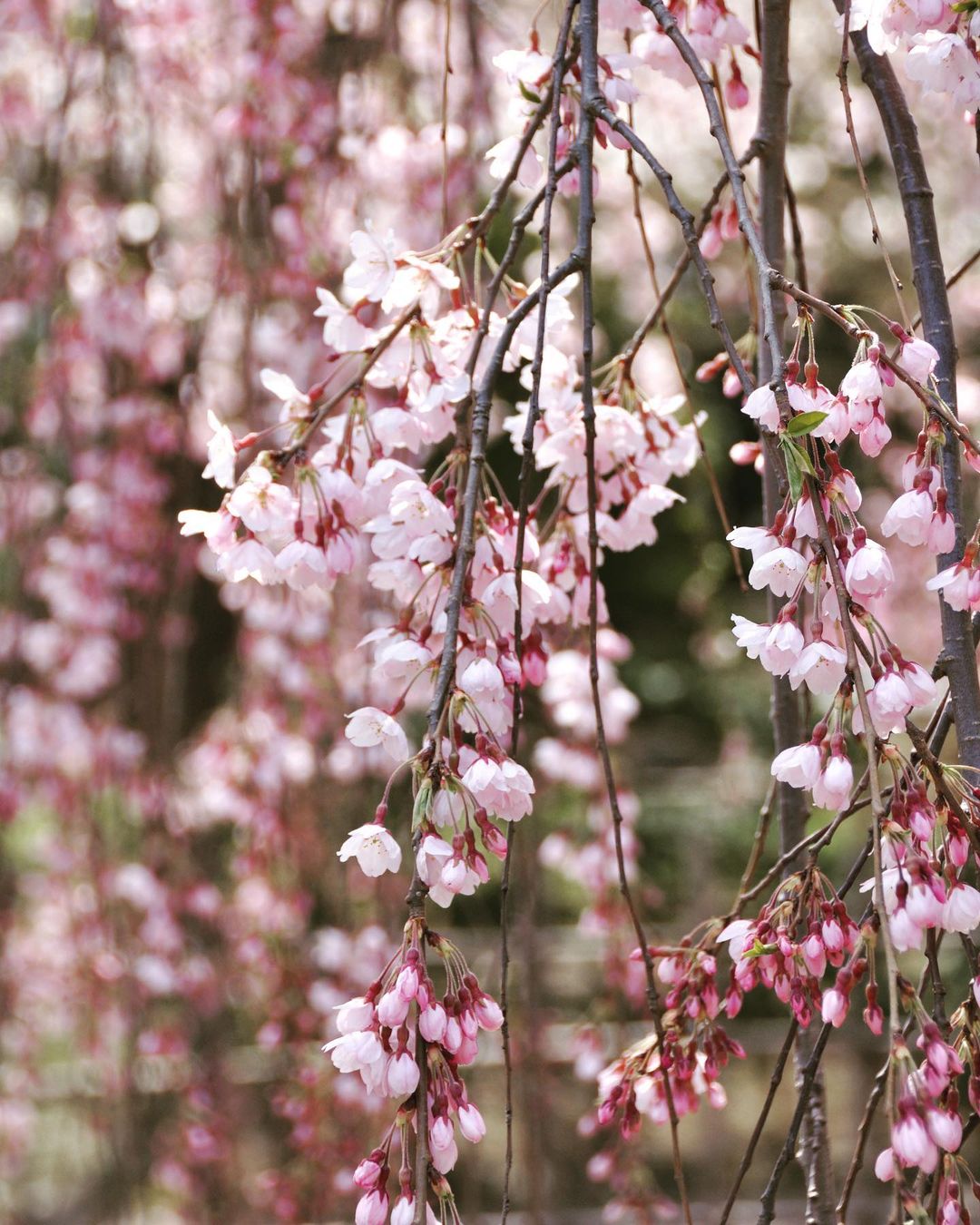 Types of sakura - shidare zakura