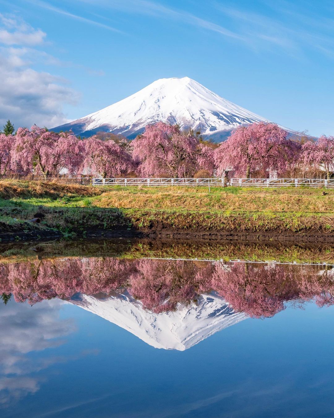 Types of sakura - fujiyoshida