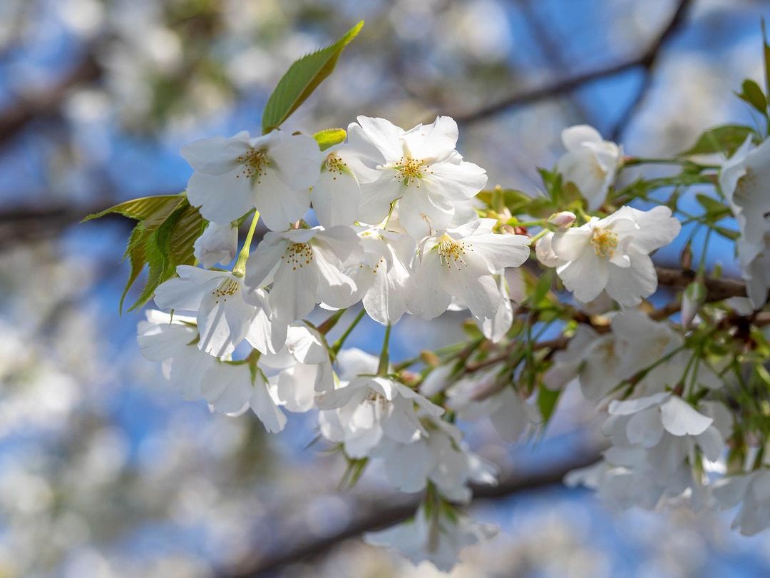 Types of sakura - oshima zakura