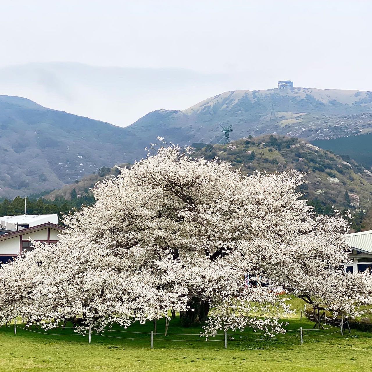 Types of sakura - oshima zakura