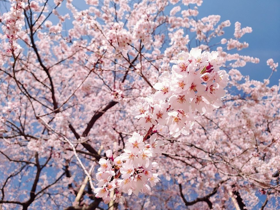 Types of sakura - edo higan zakura