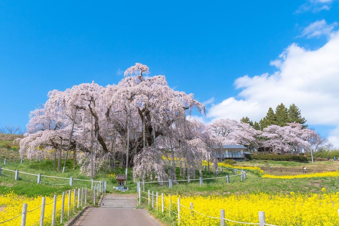 Types of sakura - miharu takizakura