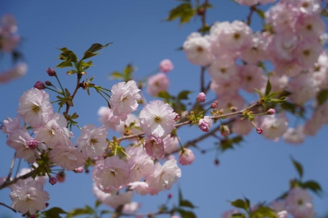 Types of sakura - yaezakura