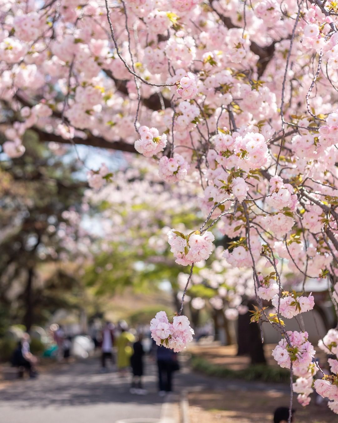 Types of sakura - shinjuku gyoen