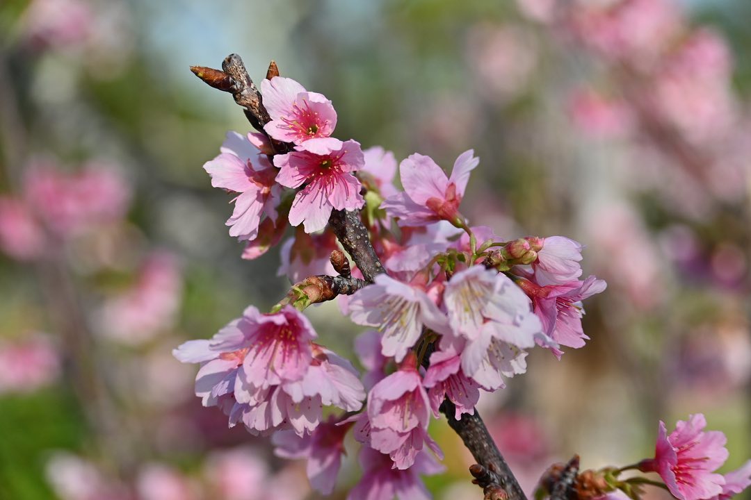 Types of sakura - kanhi zakura