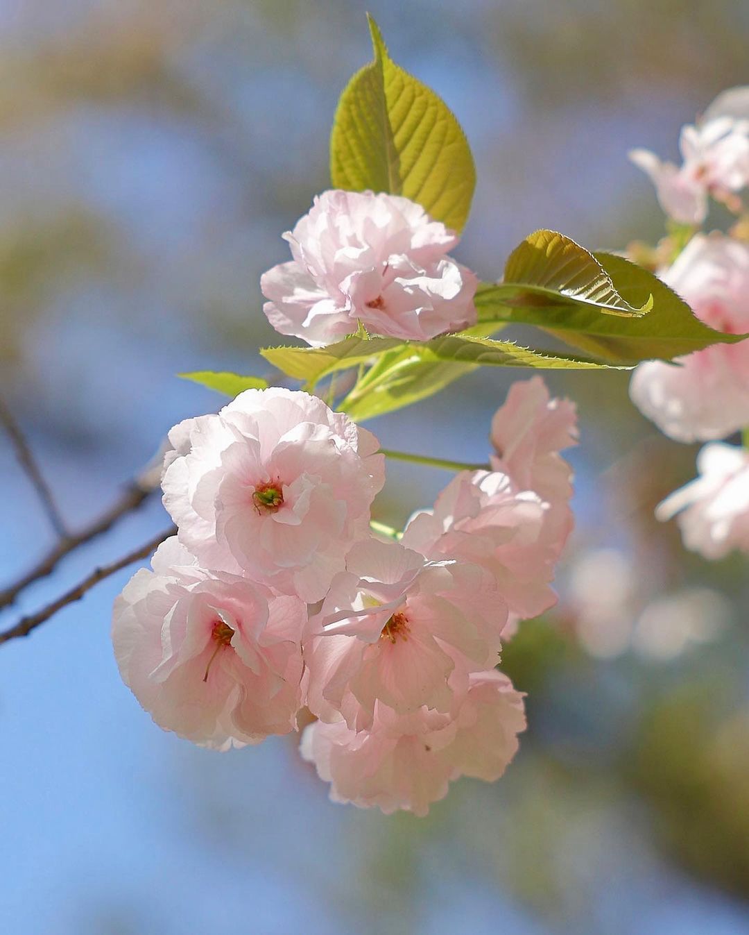 Types of sakura - ichiyo