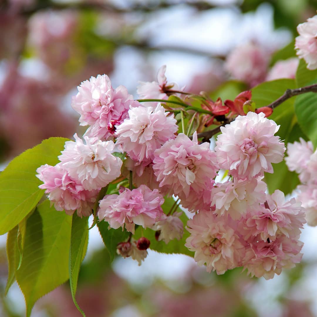 Types of sakura - kikuzakura