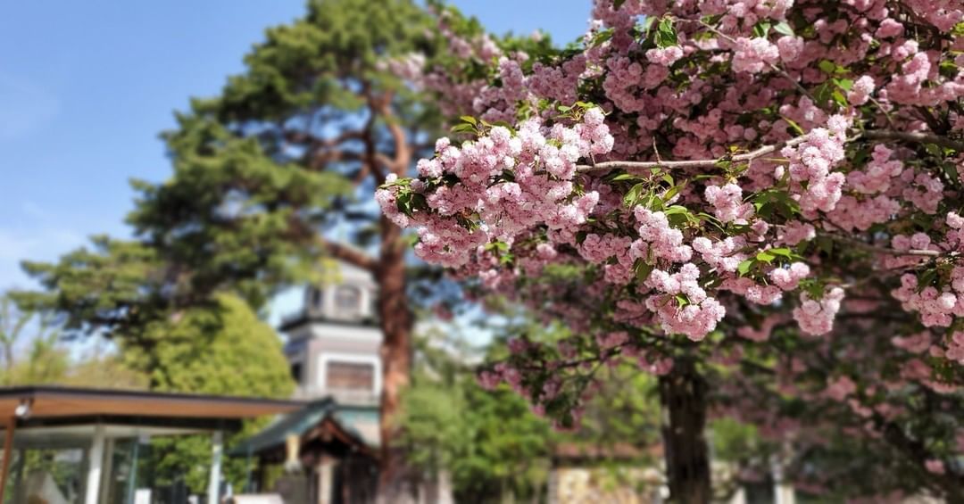 Types of sakura - oyama shrine