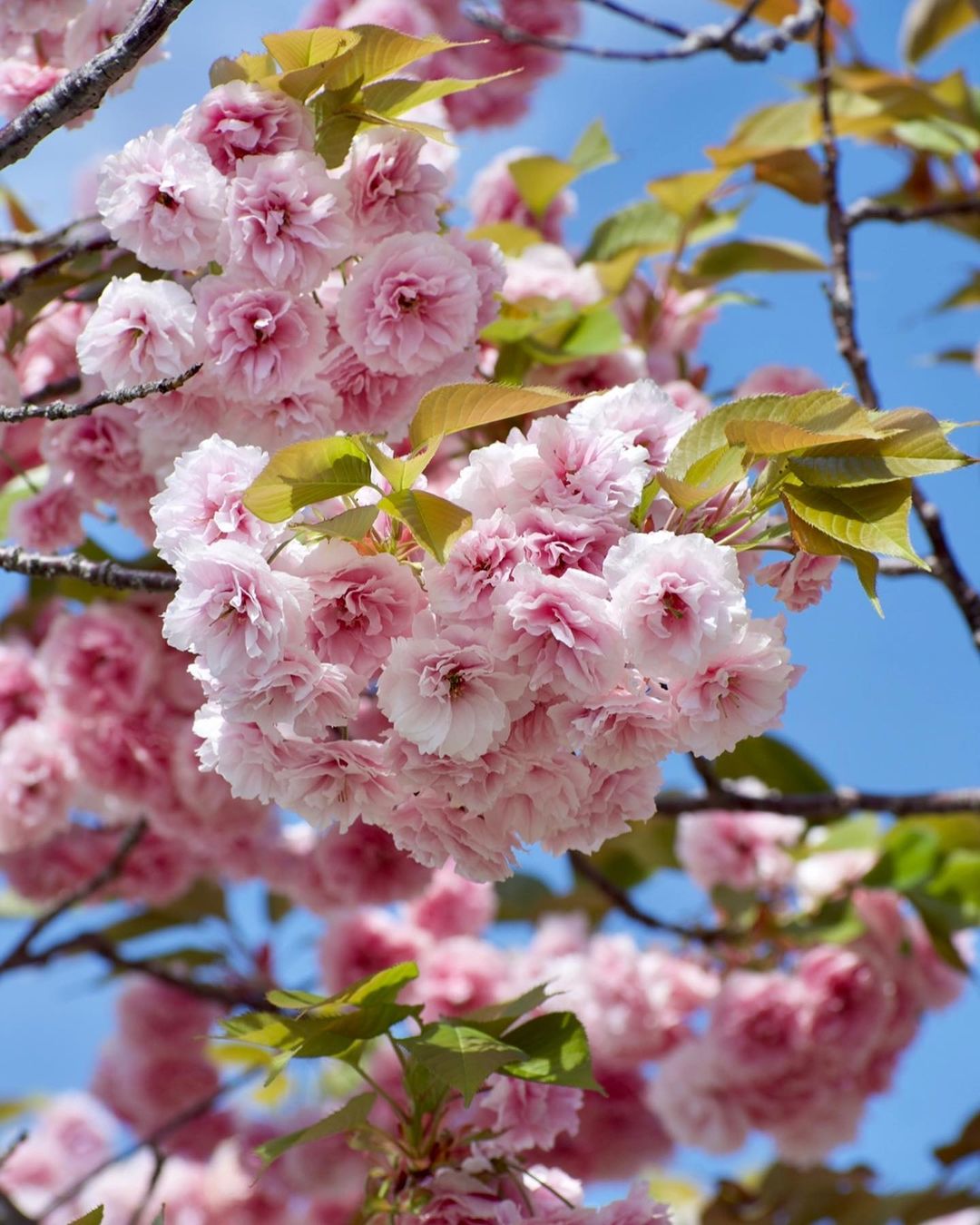 Types of sakura - fugenzou