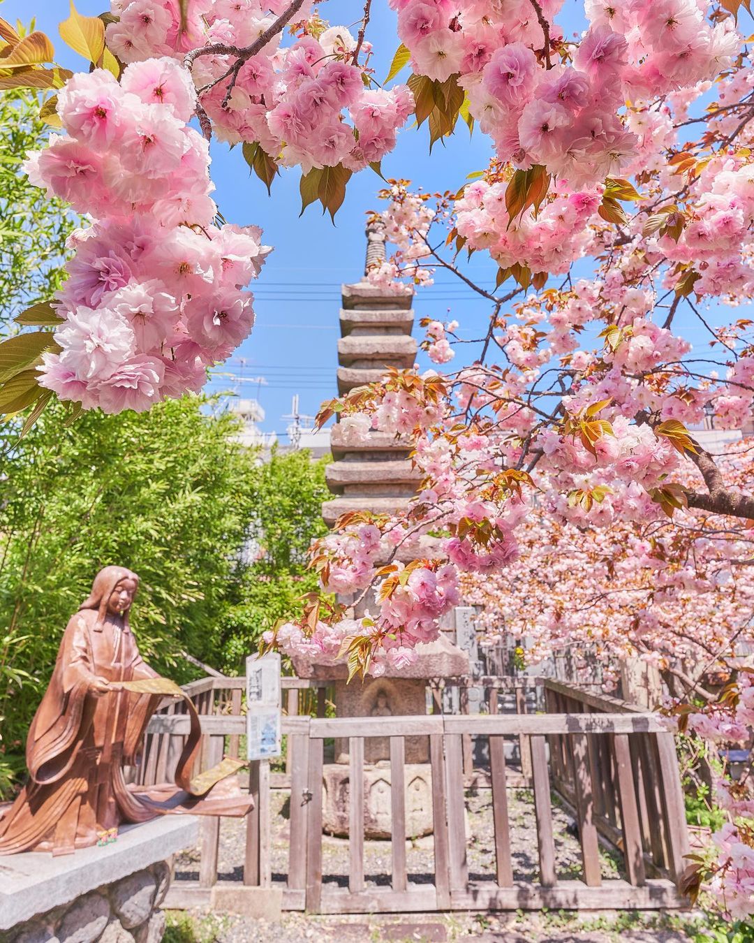 Types of sakura - fugenzou