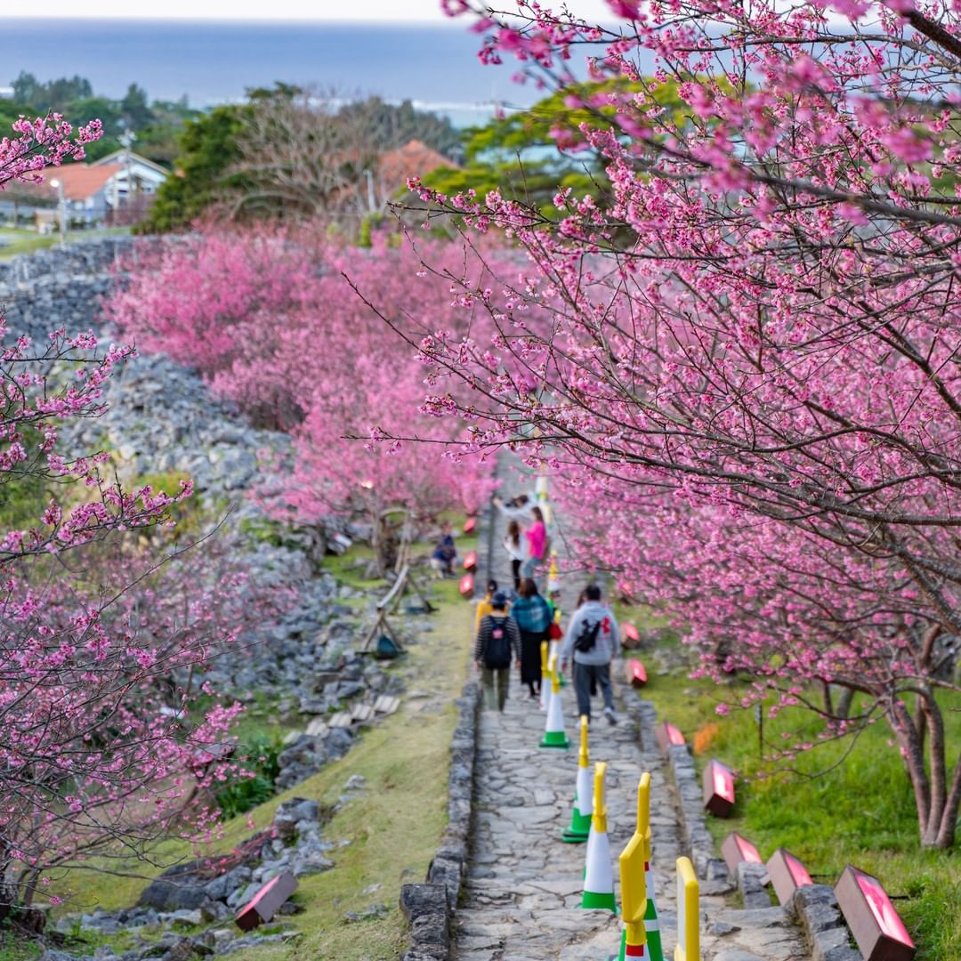 Types of sakura - nakijin gusuku cherry blossom festival