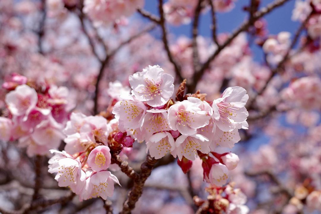 Types of sakura - atami zakura