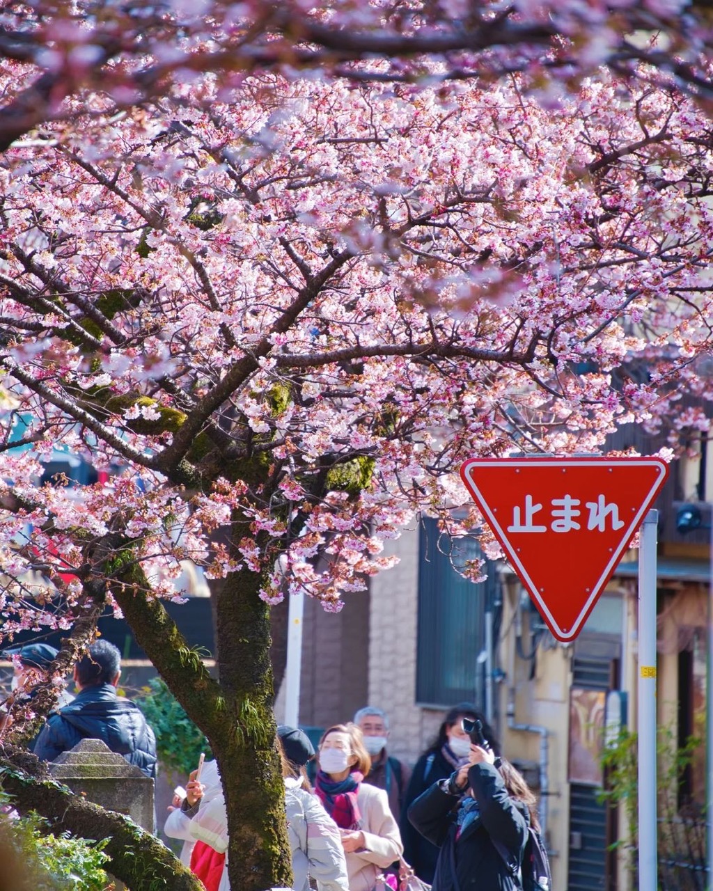 Types of sakura - ito river