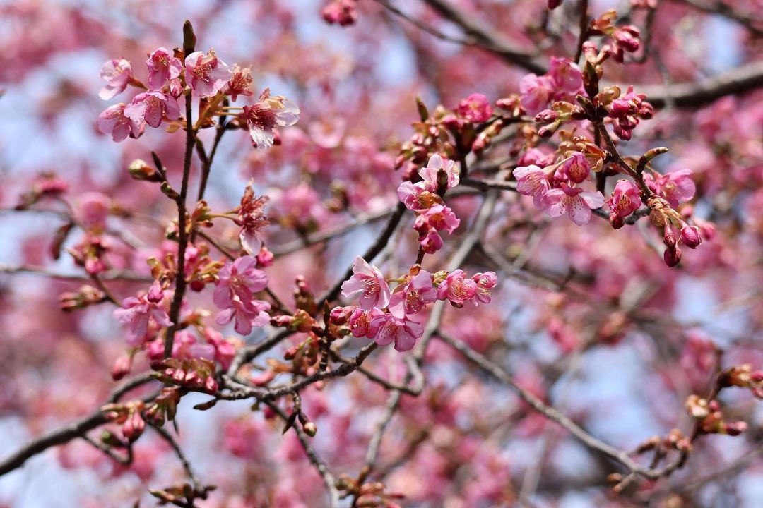 6 Different Types of Sakura Trees in Japan