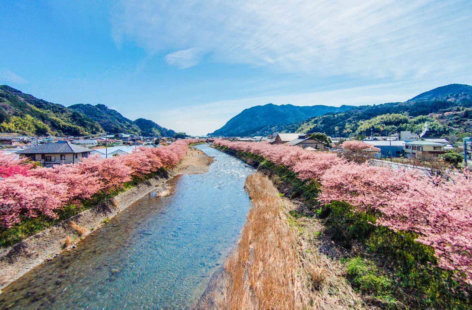 Types of sakura - kawazu river