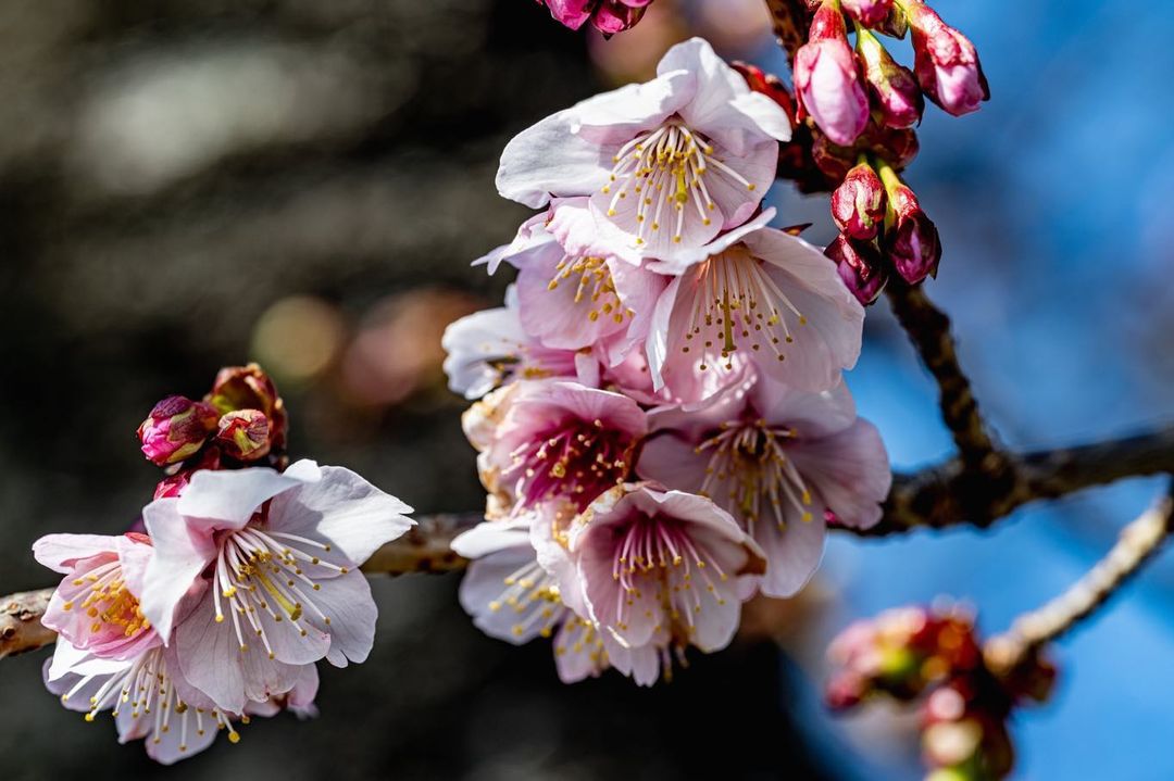 Types of sakura - somei yoshino