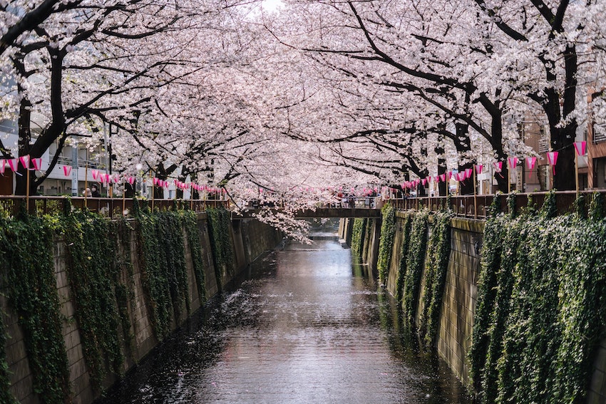 Types of sakura - meguro river