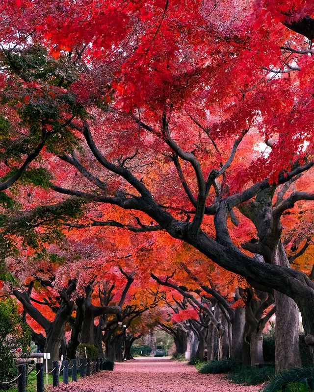 tokyo tourist street