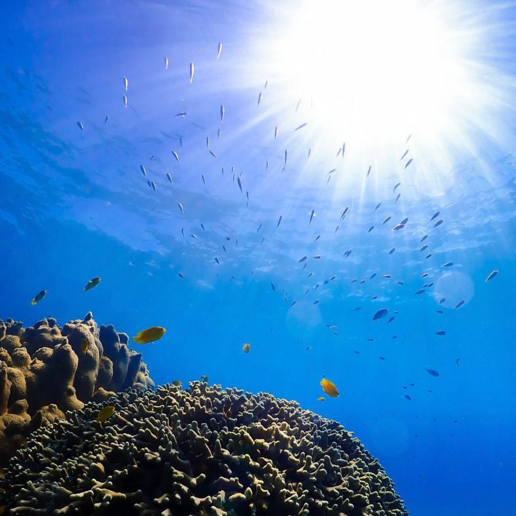 beaches in japan - fish