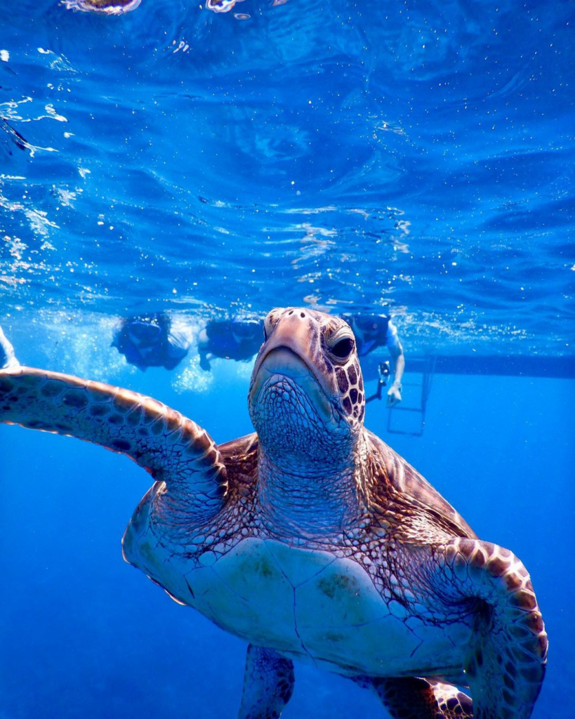 beaches in japan - turtle