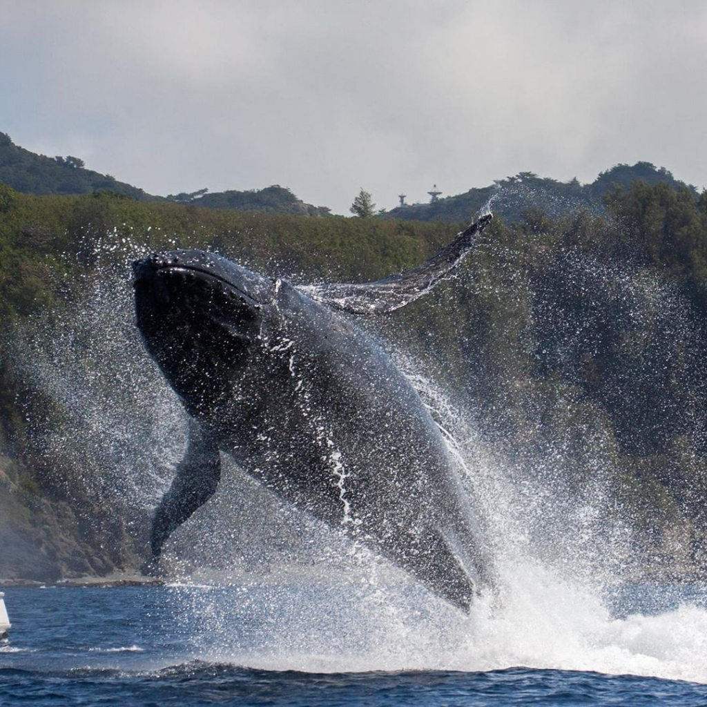 beaches in japan - whale