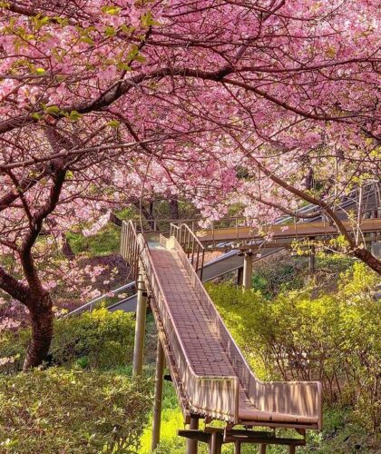 Nishihirabatake Park: Herb Garden, Sakura Viewing On A Slide ...